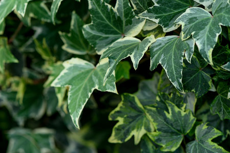 Macro shot of green ivy leaves showing texture and pattern, ideal as a natural background for botanical and nature projects.の写真素材