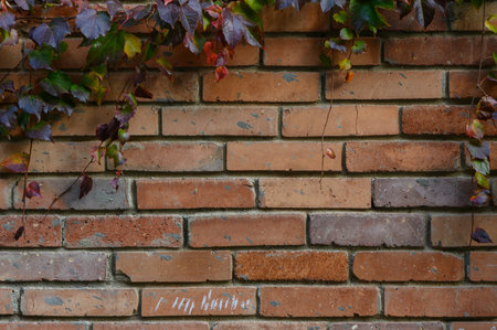 Close-up of a red brick wall with grapevine hanging above, creating a natural textured background ideal for rustic and outdoor designs.の写真素材