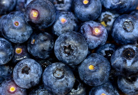 Detailed macro view of fresh blueberries arranged on a flat surface, suitable as a food or background image.の写真素材