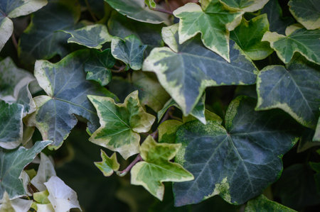Macro close-up of wild ivy leaves, highlighting texture, veins, and natural green details, ideal for botanical, nature, and design-themed projects.の写真素材
