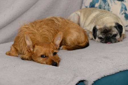 Red small pinscher and old pug peacefully sleep together on the sofa at home. Cozy friendship, pets...