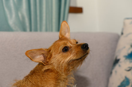 Red pinscher lies on the sofa, relaxed and looking around. Close-up details of face and fur. Cozy home scenの写真素材