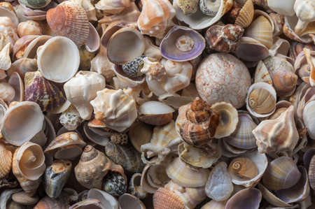 Close-up of Mediterranean seashells and smooth stones under sunlight. Perfect background for summer, beach, and nature design projects.の写真素材