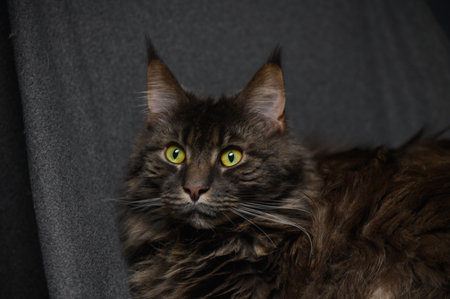 Large Maine Coon cat close-up on gray background. Fluffy domestic cat with long hair and expressive eyes for pet and animal stock photography.の写真素材
