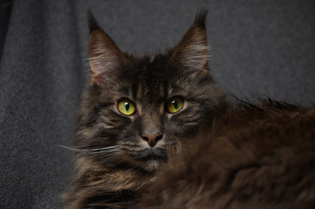 Maine Coon cat close-up on gray background. Large, majestic cat with long hair and expressive eyes for pet and animal stock photography.の写真素材