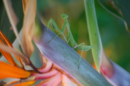 Exotic praying mantis on strelitzia plant. Macro insect photography for tropical garden, wildlife,...