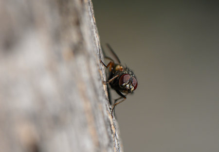 Close-up macro shot of a small fly on rough tree bark surface. Detailed texture, shallow depth of field and natural light.の写真素材