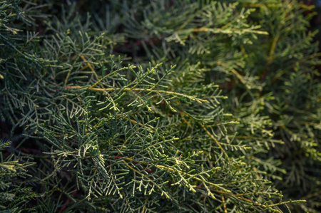 Macro shot of conifer branches creates a rich green background with texture, perfect for natural and...