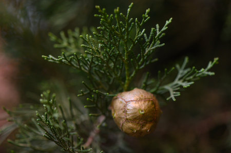 Mature cypress cone close-up on a green branch of an evergreen tree. Nature macro photography and botanical background.の写真素材