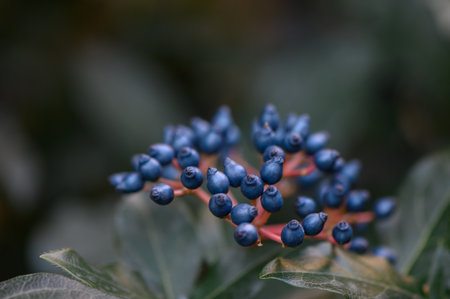 Clusters of bright red berries on leatherleaf viburnum hang among leathery glossy leaves. Evergreen shrub with white umbrella flowers.の写真素材