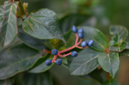 Leatherleaf viburnum covered in scarlet berry clusters against wrinkled leathery leaves. Evergreen shrub with creamy umbels in spring remains ornamental in winterの写真素材
