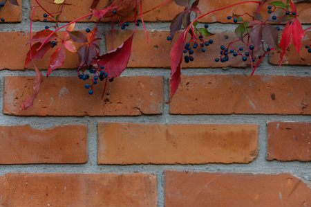 A red brick wall covered with green and burgundy wild grape leaves. Autumn urban background combining nature and architecture, perfect for use as texture or design background.の写真素材