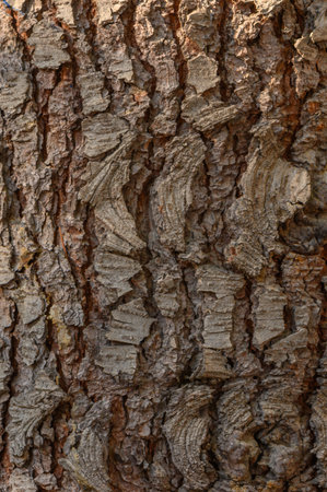 Tree bark close-up with relieved grooves in sunlight flow. Bright highlights on fibers and deep shadows create a contrasting background full of life and natural power.の写真素材