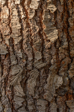 Tree bark close-up with relieved grooves in sunlight flow. Bright highlights on fibers and deep...
