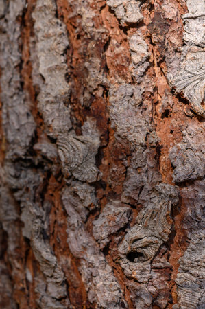 Macro shot of a rugged tree trunk surface showcasing intricate wood grain and patterns. Perfect for rustic backgrounds and nature-themed projects.の写真素材