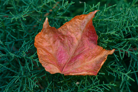 Bright yellow leaf fallen on pine needles, creating autumn-evergreen contrast. Soft light highlights...