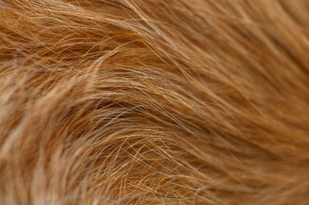 Macro shot of red dog fur. Warm, soft texture with natural highlights used as background or design element.の写真素材
