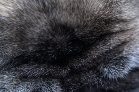 Close-up texture of short fur. Natural beige-brown background suitable for design and graphic projects.の写真素材