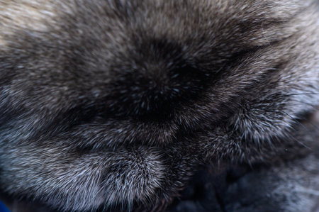 Close-up of pug fur illuminated by sunlight. Warm brown tones and soft highlights create a cozy...