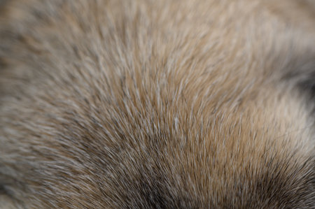 Macro shot of dense pug fur with soft curls and shine. Warm brown tones and fluffy texture convey the breed's coziness and tenderness, ideal for pet photosの写真素材