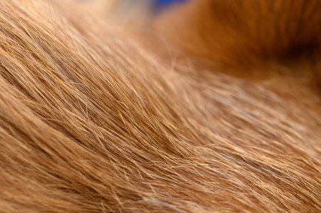 Close-up of the fur of a red pinscher dog. Detailed texture of the fur is perfect for backgrounds, textures, and decorative purposes.の写真素材