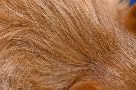 Detailed close-up of brown Yorkshire Terrier fur. Perfect for textures, backgrounds, and decorative projects.の写真素材