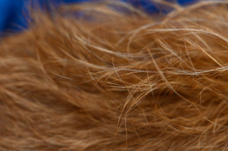 Close-up texture of short red pinscher fur with visible hair structure, soft natural light, warm even background, perfect for design use.の写真素材