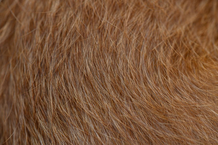 Uniform texture of short red pinscher fur. Soft diffused light highlights the hair structure. Ideal macro background for design projects.の写真素材