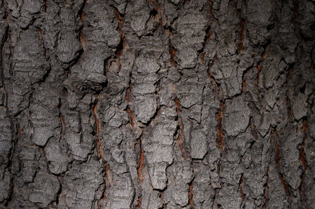 Macro shot of tree bark with deep cracks, relieved patterns, and earthy tones. Natural texture and organic chaos create an authentic background for eco-design and nature compositions.の写真素材