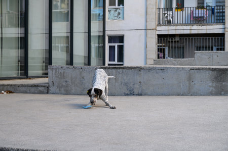 Cute yard dog playfully pulls a blue mask with teeth on worn asphalt. Dynamic scene with fun mood creates a humorous background for everyday photos.の写真素材