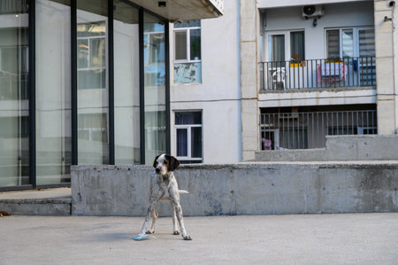 A stray dog with a thoughtful expression looks directly into the camera. Outdoor portrait in natural light with a neutral background. Emotional image showing the character and expressiveness of the dog.の写真素材