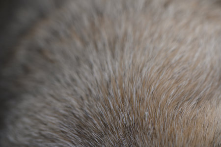 Close-up of pug fur. Soft and fluffy texture, warm beige and brown shades, suitable as a background or for animal macro photography.の写真素材