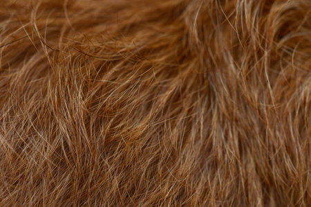 Close-up of red fur with clear strands, matte and glossy zones in warm orange tones. Natural softness and thin relief form a lively background for breed content.の写真素材