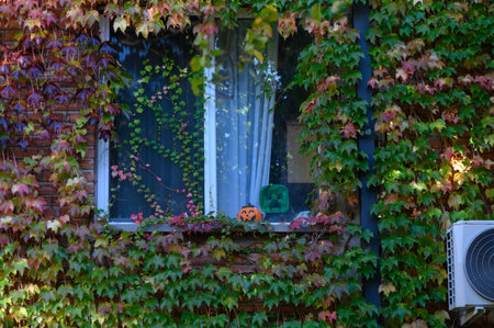 A carved orange Halloween pumpkin sits on the apartment windowsill. The building's exterior is covered with wild grape vines, creating a cozy autumn and spooky festive atmosphere.の写真素材