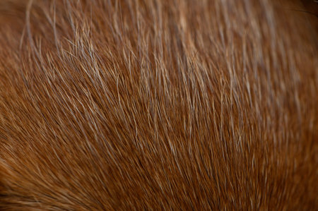 Macro of dense red dog fur with golden tint shimmers and fine fibers. Natural light highlights softness and relief, creating a warm background for pet photos and zoo ads.の写真素材