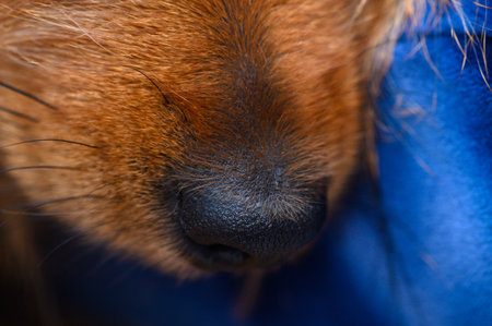 Close shot of black wet pinscher nose with red fur around and clear vibrissae. Tiny pores, droplets, and skin relief form a lively background for dog lovers.の写真素材