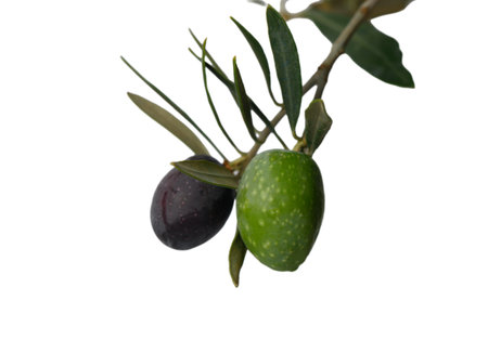An artistic composition of an olive branch where nature meets art. The carefully arranged olives on their slender branch create a perfect balance of form and natural beauty.の写真素材