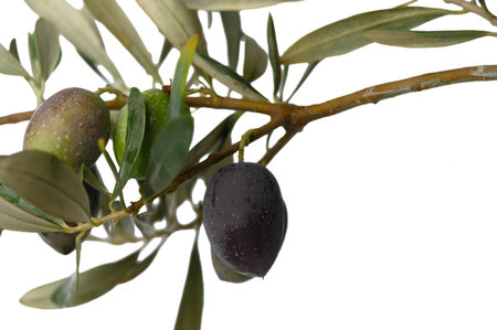 A symphony of olives on their branch - each fruit perfectly placed, creating a harmonious natural arrangement against pure white. A celebration of simple Mediterranean elegance.の写真素材