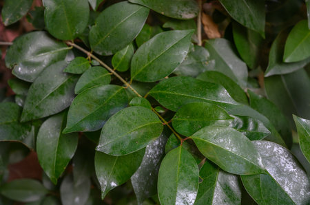 Dense evergreen shrub with glossy foliage. Popular for hedges and garden compositions. Responds well...