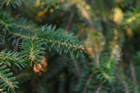 Detailed shot of dense dark green needles and brown cones of Nordmann fir. Natural beauty of popular...