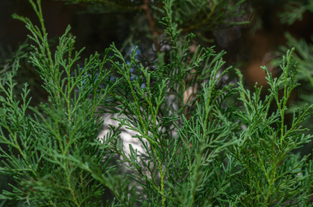 Detailed shot of thuja branch with characteristic scale-like needles. Popular evergreen conifer...