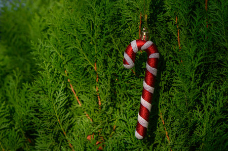 Red-white candy cane on green conifer branch. Needles and festive ornament create atmosphere of winter coziness and celebration.の写真素材