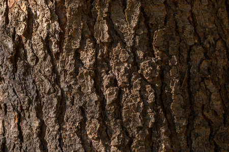 Detailed shot of tree bark with deep cracks and intricate pattern. Natural texture and organic...