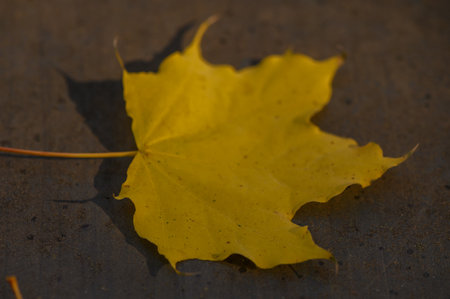 Vibrant yellow maple leaf contrasting against dark surface. Autumn elegance and simplicity in...