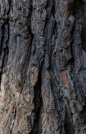 Detailed shot of Jeffrey pine bark with characteristic large plates and vanilla-butterscotch scent....