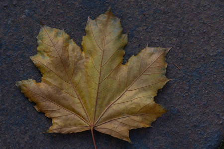 Vibrant autumn maple leaf contrasting with rough rusty metal texture. Union of fragile natural...
