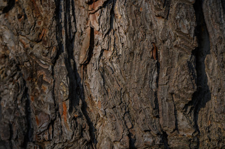 Exquisite texture of Jeffrey pine bark with deep fissures and intricate plate patterns. Natural beauty and unique characteristics of this conifer tree.の写真素材