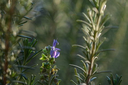 Delicate bluish rosemary flowers against fragrant needle-like leaves. Medicinal and ornamental plant blooming in cool season.の写真素材