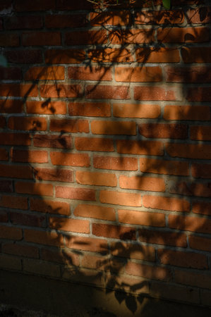Textured brick wall with delicate pattern of leaf shadows. Dynamic light play creates ever-changing natural ornament.の写真素材