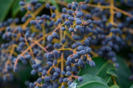 Close-up of dark purple-black glossy privet berries clustered on green stems. Decorative and toxic...
